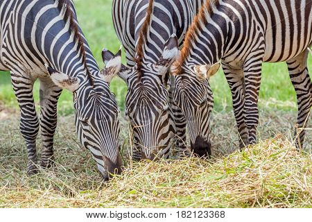 Close up zebras grazing grass with blurred background in zoo.