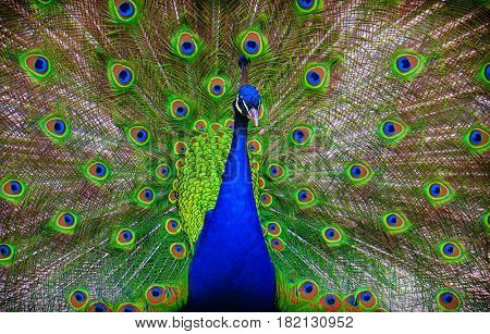 Portrait of beautiful peacock with feathers out