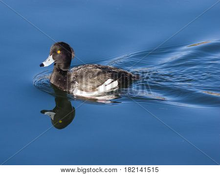 Male Tufted Duck or Aythya fuligula swimming in pond close-up portrait with reflection selective focus shallow DOF.