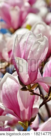 Close up of beautiful pink and white Alexandrina Magnolia blossom