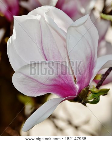 Close up of beautiful pink and white Alexandrina Magnolia blossom