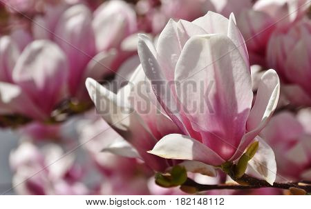 Close up of beautiful pink and white Alexandrina Magnolia blossom