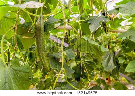 Closeup of a mature cucumbers ready for picking in a specialized Dutch greenhouse next to still very small cucumbers. The cucumber plants are grown hydroponically without soil but in rockwool.