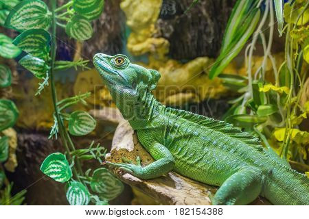 Beautiful close up photo of green lizard Plumed basilisk