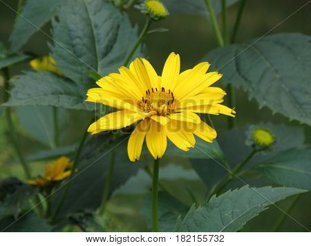 Very pretty flowering yellow heliopsis flower garden.