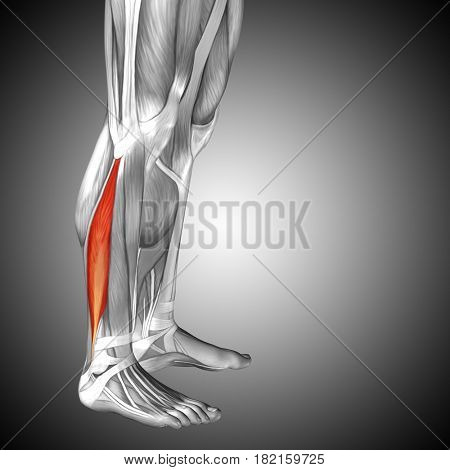 Concept or conceptual 3D illustration human lower leg anatomy or anatomical and muscle on gray background