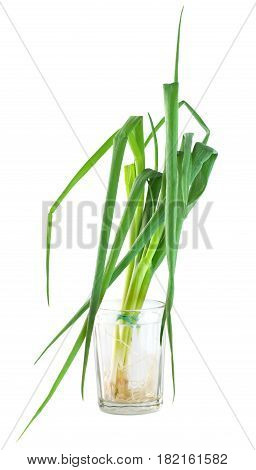 Bunch green onions isolated on a white background