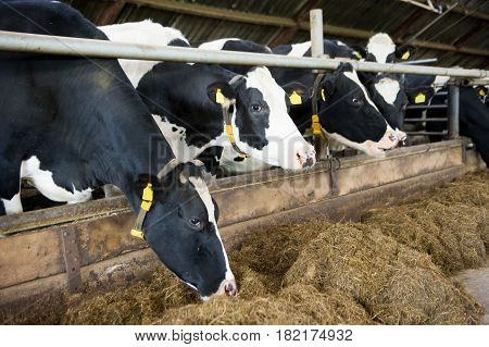 Cows indoor in a barn at a farm stable