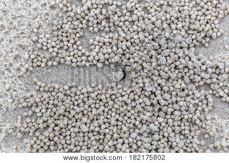 Ghost crab (Ocypode macrocera) digging the sand balls making hole home.