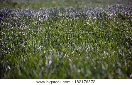 Juicy green grass on a meadow under the morning sun