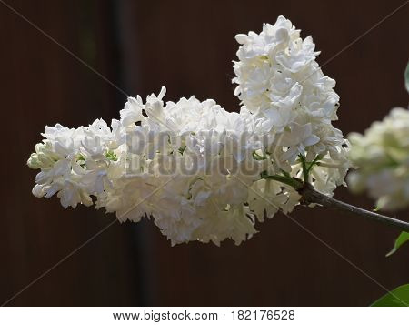White Lilac Flowers With Buds For A Background, Spring Garden, Syringe Vulgaris