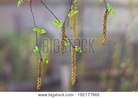 Birch catkins on a branch closeup spring. Birch bud (Alnus Alder Betulaceae) on a nature spring background.