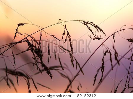 Spider web early in the morning in the grass.