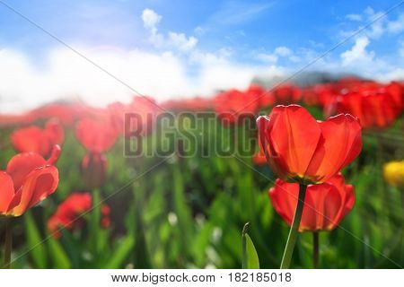 Close up of red tulips against blue sky and short depth of field