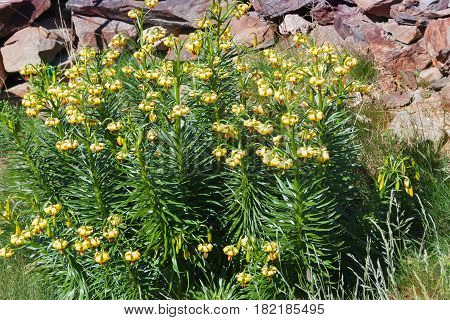 Wildly lily martagon on the green alpine meadow in the mountains. Yellow lily stone background .