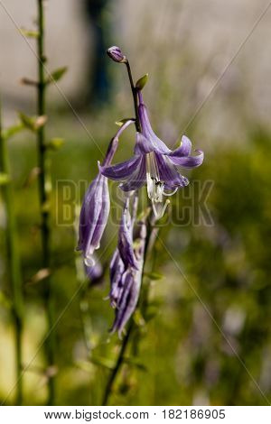 Field flowers on which insects and bees sit close up