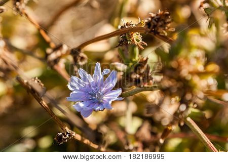 Field flowers on which insects and bees sit close up