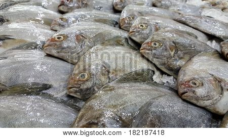 Pomfrets were arranged on ices in a market