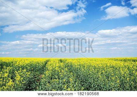 Field of rape seed plants and blue sky on the background.