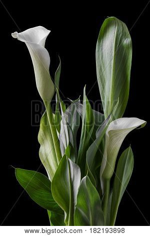 Beautiful white calla with green leaves. Isolated black background.