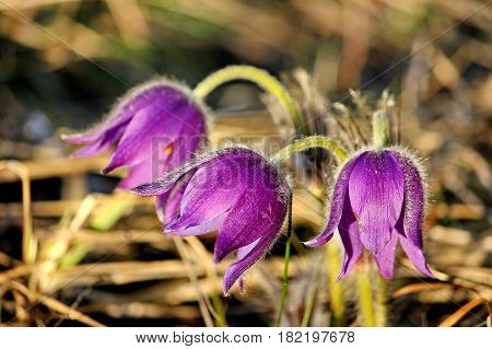 Blue snowdrop or scilla (lat. Scilla) on a forest glade, illuminated by sunlight. The first spring flowers. Closeup. Low DOF photography.