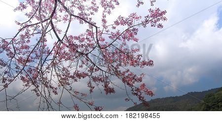 Giant tiger flower in the garden Soft focus Wild Cherry flower (Prunus cerasoides)Giant tiger flower in Thailand.