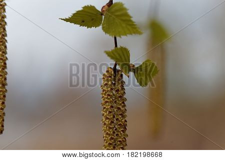 Flower of a silver birch tree (Betula pendula)