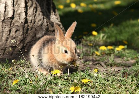 Cute little rabbit bunny is eating  dandelion flower