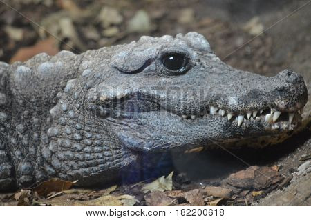 Close up of a dwarf crocodile on a rock