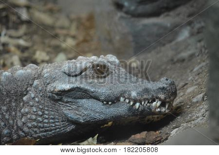 Close up of a dwarf crocodile on a rock