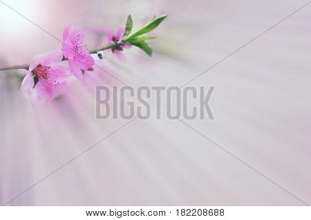 spring sakura pink flower with sun sky vintage color toned abstract nature background, instagram filter