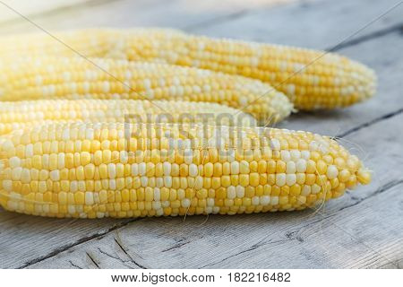 Freshly picked bicolor sweet corn on a wooden background.