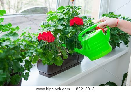 Human Hand Holding Watering Can And Watering Red Geranium Flowers Pots On Windowsill. Indoor. Select