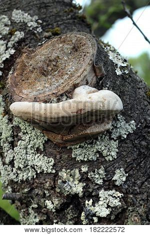 close up of mushrooms grow on a tree