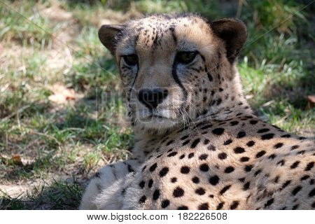 Cheetah; Acinonyx jubatus