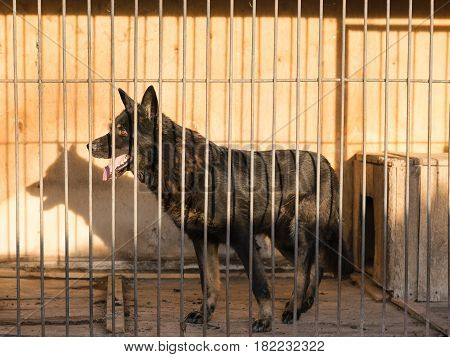 Beautiful black shepherd locked in a cage in the evening rays of the sun. The concept of abuse with Pets.