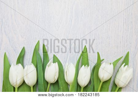 white tulips with green leaves on white wooden background