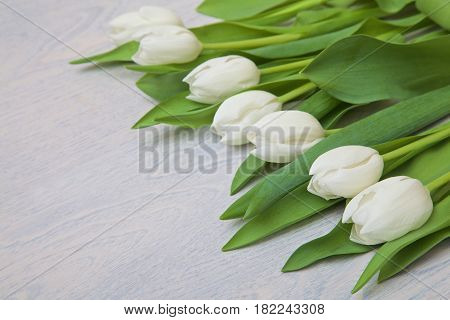 white tulips with green leaves on white wooden background