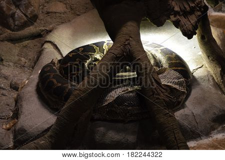 A Burmese python under a heat lamp