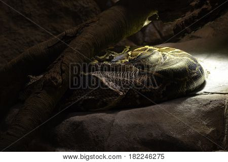 A Burmese python under a heat lamp