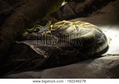 A Burmese python under a heat lamp