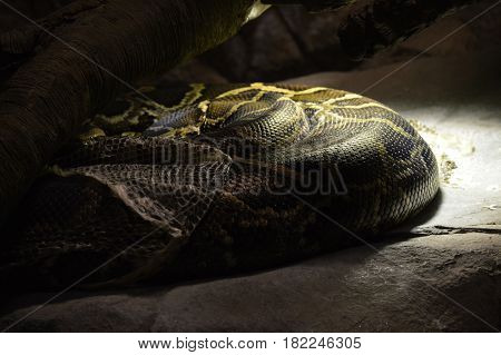 A Burmese python under a heat lamp