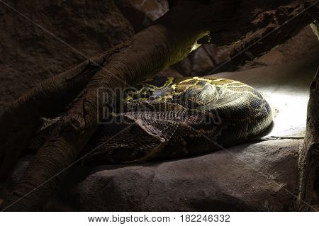 A Burmese python under a heat lamp