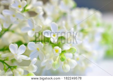 White spring flower love romantic background. Gentle vibrant fresh blossom. Bright positive inspirational backdrop. Blooming delicate flowers. Clean springtime petals.
