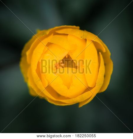 Globeflower (Trollius europaeus) flower bud from above. Yellow petaloid sepals of flowering perennial plant of the family Ranunculaceae