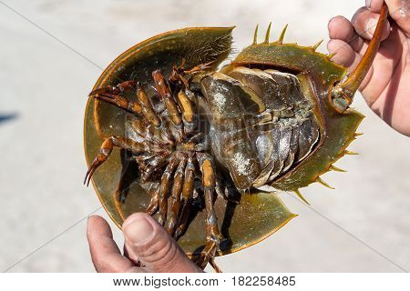 Horseshoe Crab View