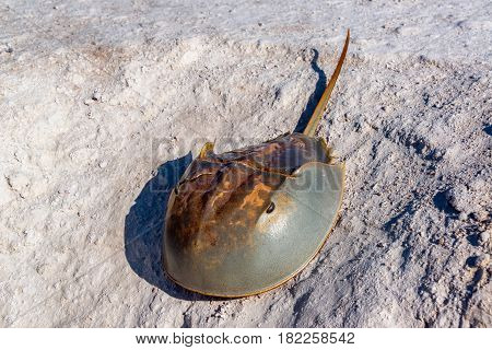 Horseshoe Crab And Sand