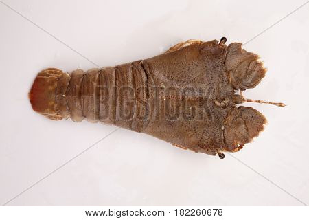 slipper lobster on the white background