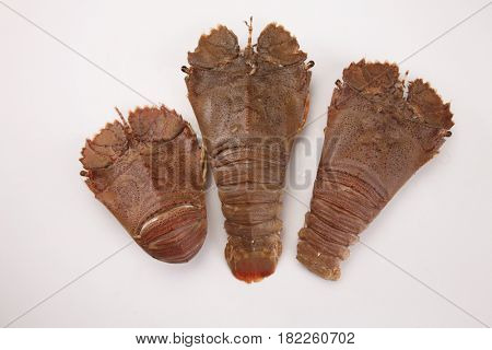 slipper lobster on the white background