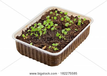 remontant strawberry seedlings in a pot on the White background